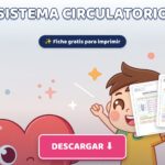 El Sistema Circulatorio para Niños: Cuadernillo PDF Gratis para Imprimir (El Corazón y la Sangre)