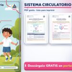 Sistema Circulatorio para Niños: Partes y Cómo Funciona